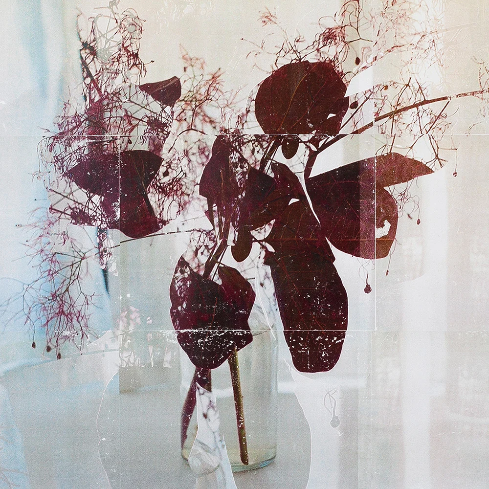 Smokebush_Study.02 - Image 3