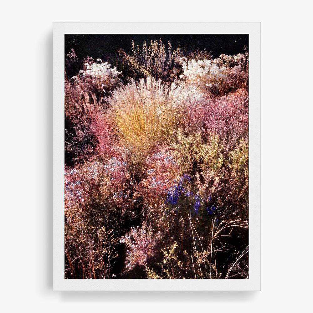 Spined Feather 4 - Image 18