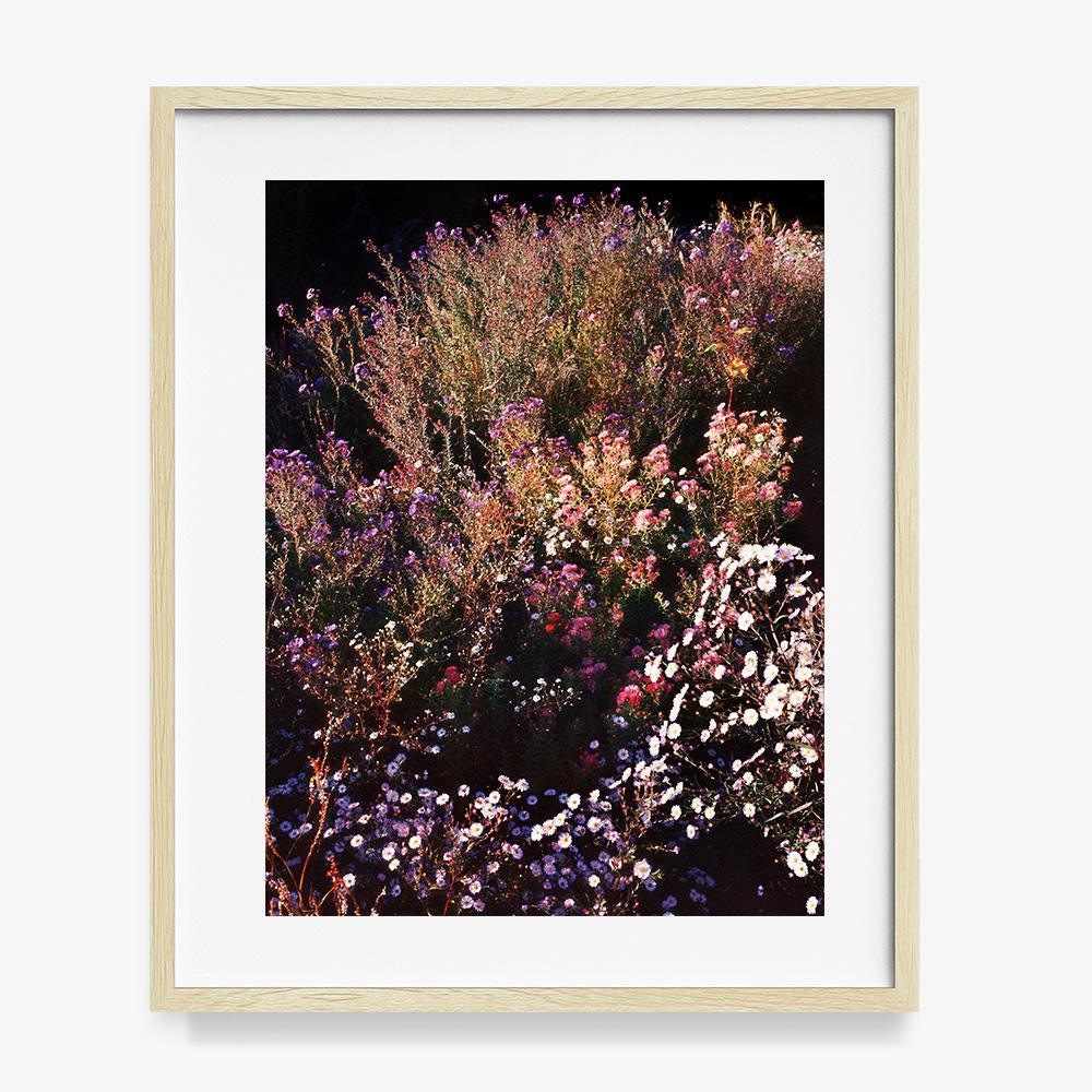 Spined Feather 5 - Image 12