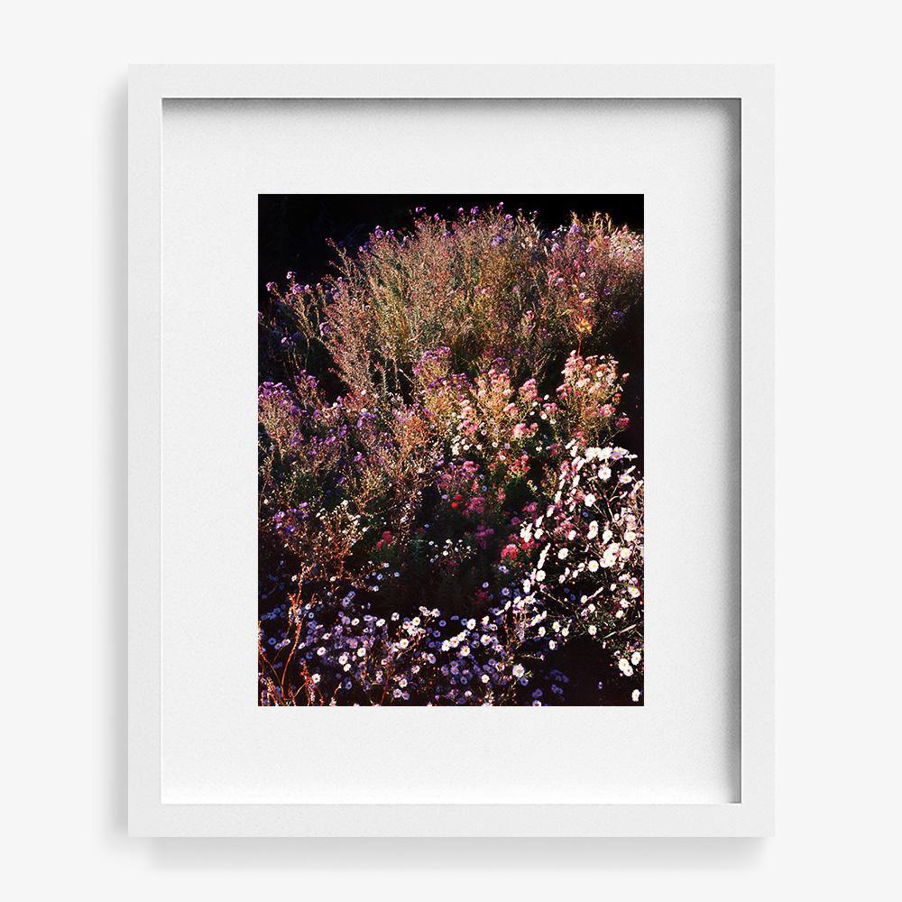 Spined Feather 5 - Image 16