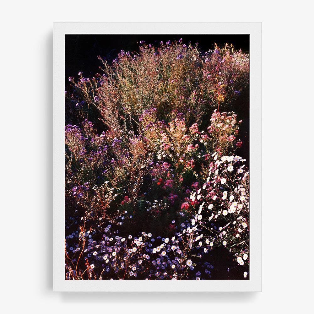 Spined Feather 5 - Image 18