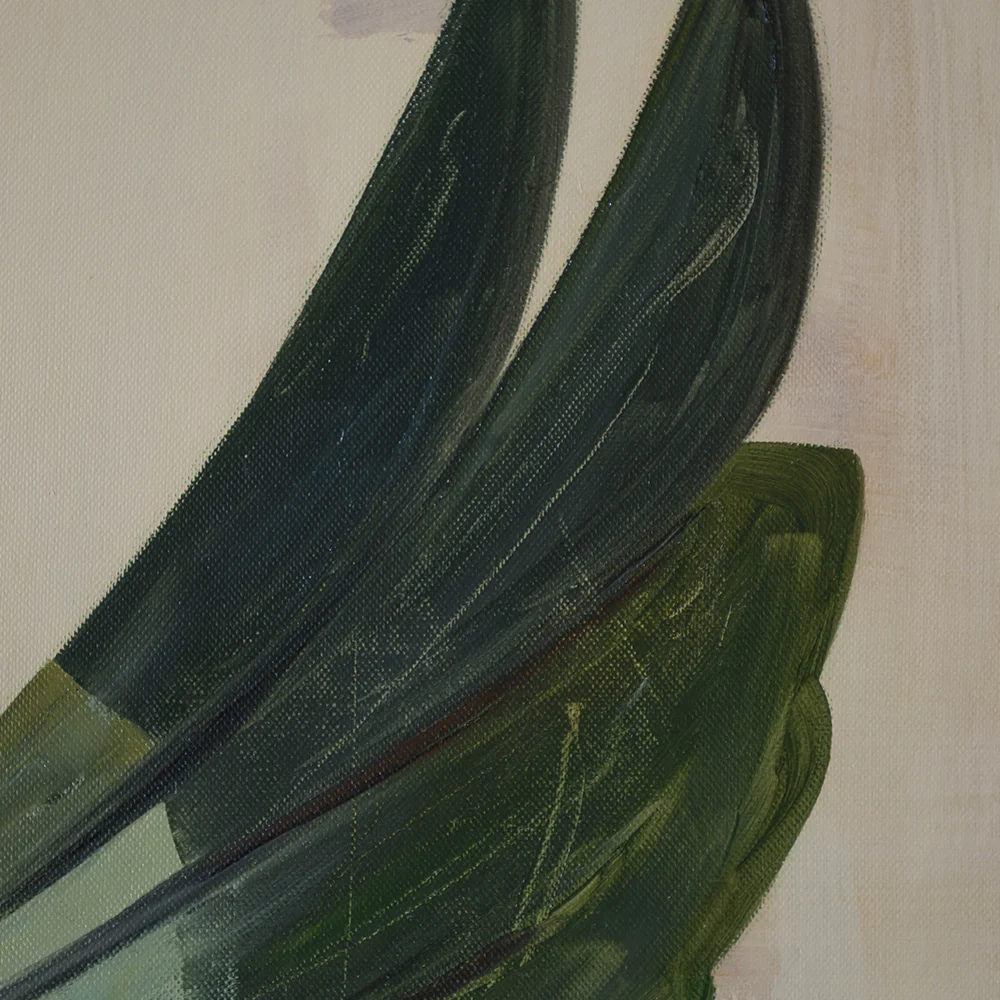 Voo pássaro - Image 4